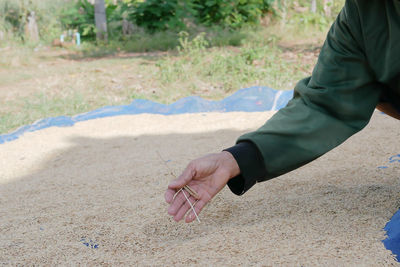 Cropped hands of man spreading rice