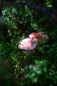 Close-up of mushrooms growing on tree