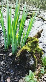 Close-up of plants growing on field