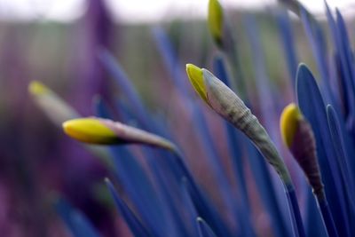Close-up of purple flowering plant
