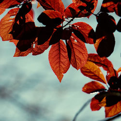 Close-up of maple leaves against sky