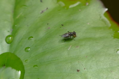 Close-up of insect on leaf