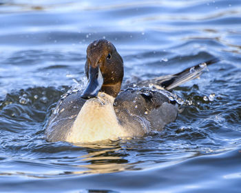 Duck swimming in lake