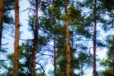 Low angle view of trees in forest against sky