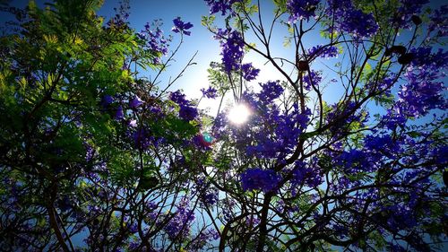 Sun shining through trees