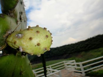 Close-up of prickly pear cactus