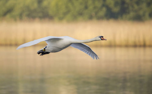 Swan in flight over lake.