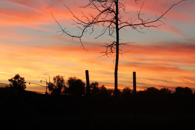 Silhouette of trees at sunset