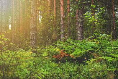 Trees in forest