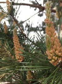 Close-up of pine tree branch