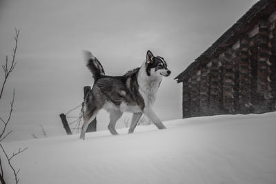 Dog looking away on snow covered landscape