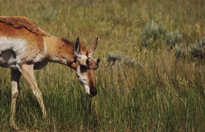 Side view of deer grazing on field