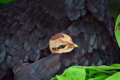 Close-up of chicks hide behind their mother's wings,