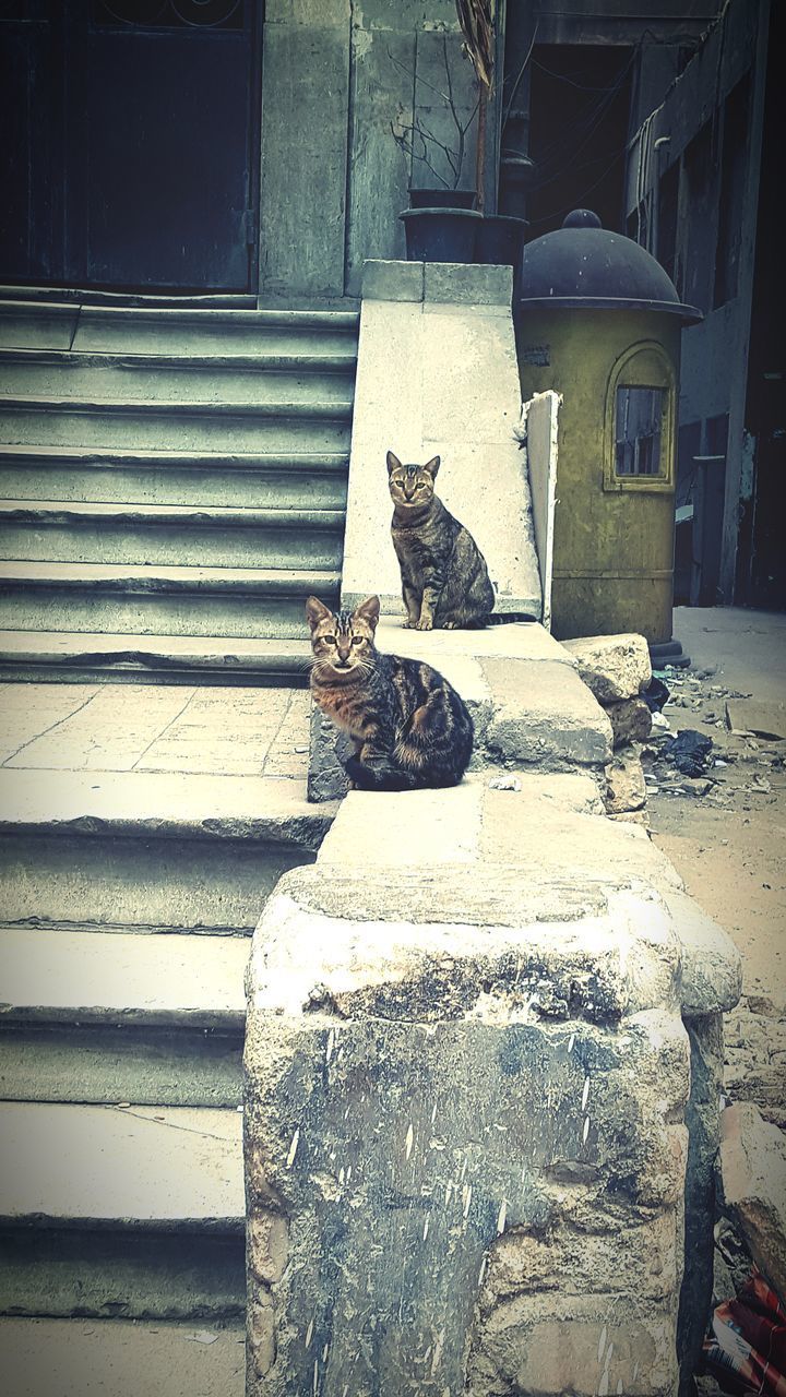 CAT SITTING ON STEPS AGAINST WALL