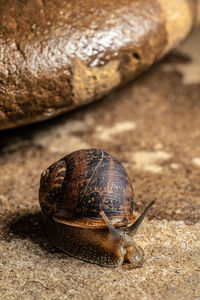 Close-up of snail