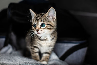 Close-up portrait of a cat