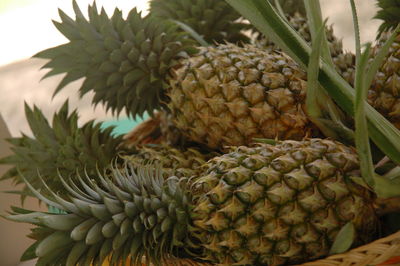 Close-up of fruits on plant