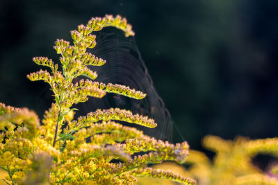 Close-up of plant