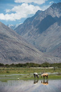 View of a horse on landscape against mountain range