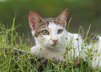 Close-up portrait of a cat