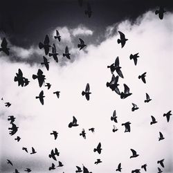 Low angle view of birds flying against cloudy sky