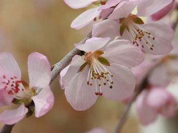 Close-up of pink cherry blossoms