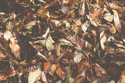 Full frame shot of leaves