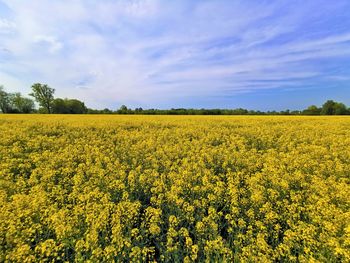 Scenic view of oilseed rape field against sky