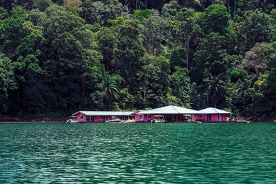 Scenic view of lake amidst trees in forest