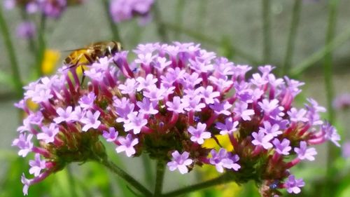 Close-up of bee pollinating on flower