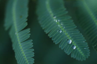 Close-up of fern leaves