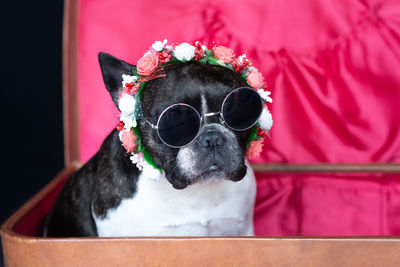 Portrait of dog wearing sunglasses