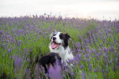 Dog looking away in flower field