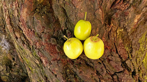 Close-up of fruits on tree