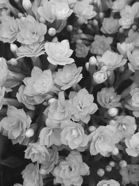 Full frame shot of white flowers