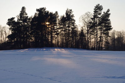 Trees on snow covered landscape