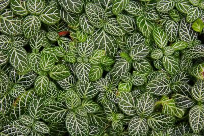 Full frame shot of green leaves
