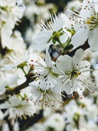 Close-up of white apple blossoms in spring