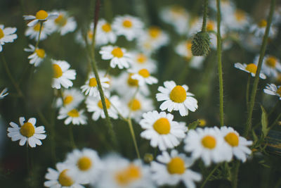 Close-up of white daisy flowers