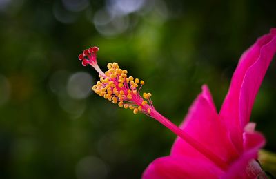 Close-up of pink flower blooming outdoors