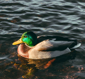 Duck swimming in lake