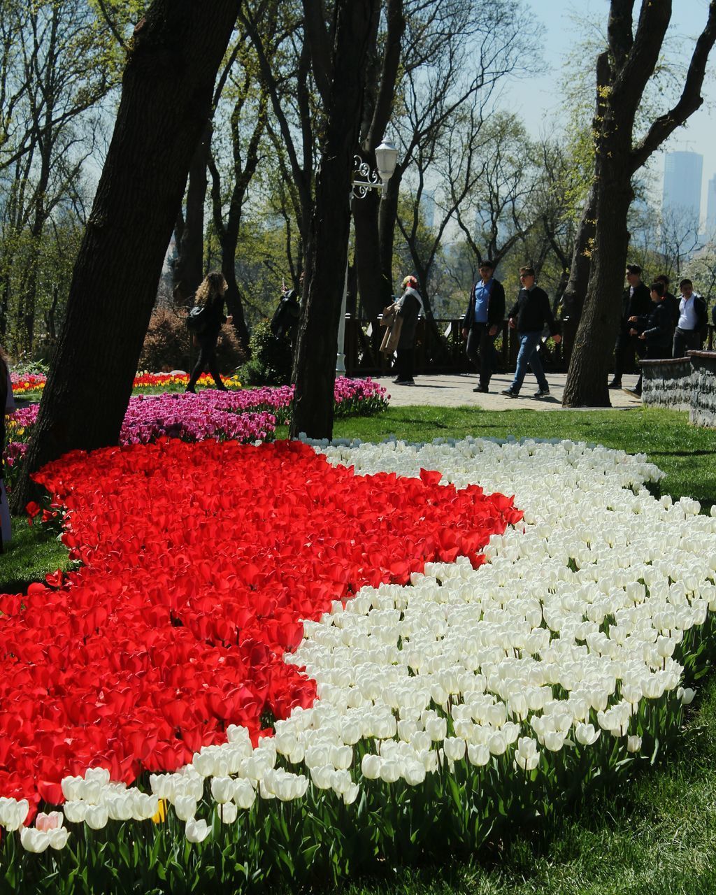 VIEW OF RED FLOWERING PLANT IN PARK