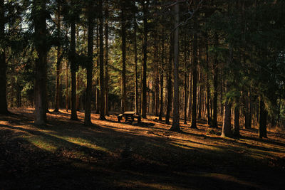 Trees in forest