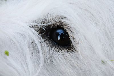 Close-up portrait of dog