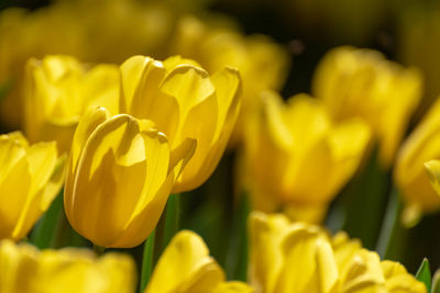 Close-up of yellow tulips on field