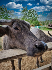 Close-up of a horse on field
