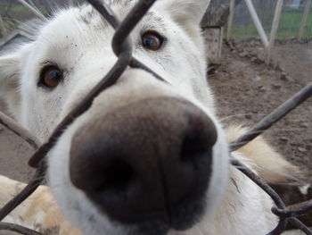 Close-up portrait of dog