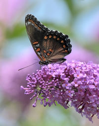 Close-up of butterfly pollinating on pink flower