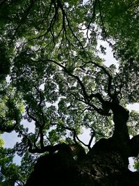 Low angle view of tree