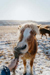 Cropped hand of person feeding horse